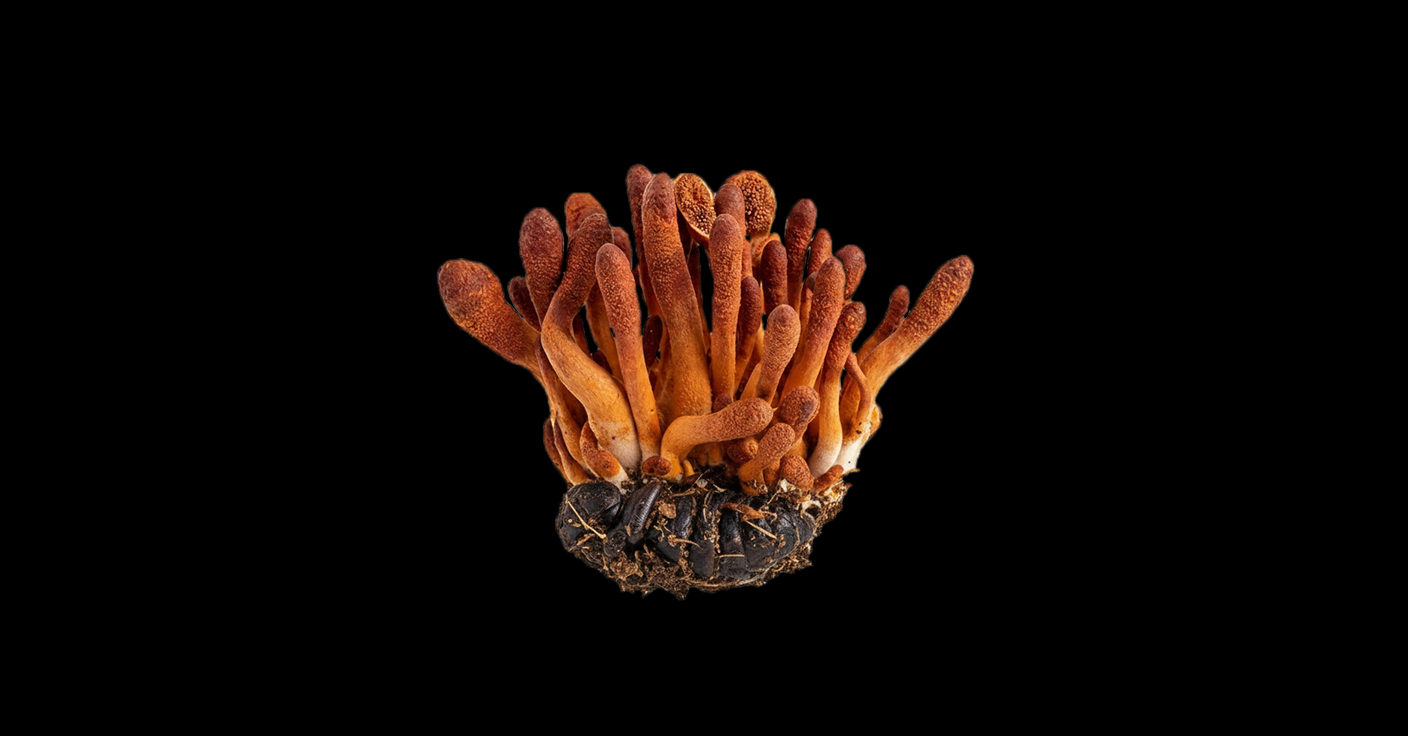 동충하초 원료 이미지