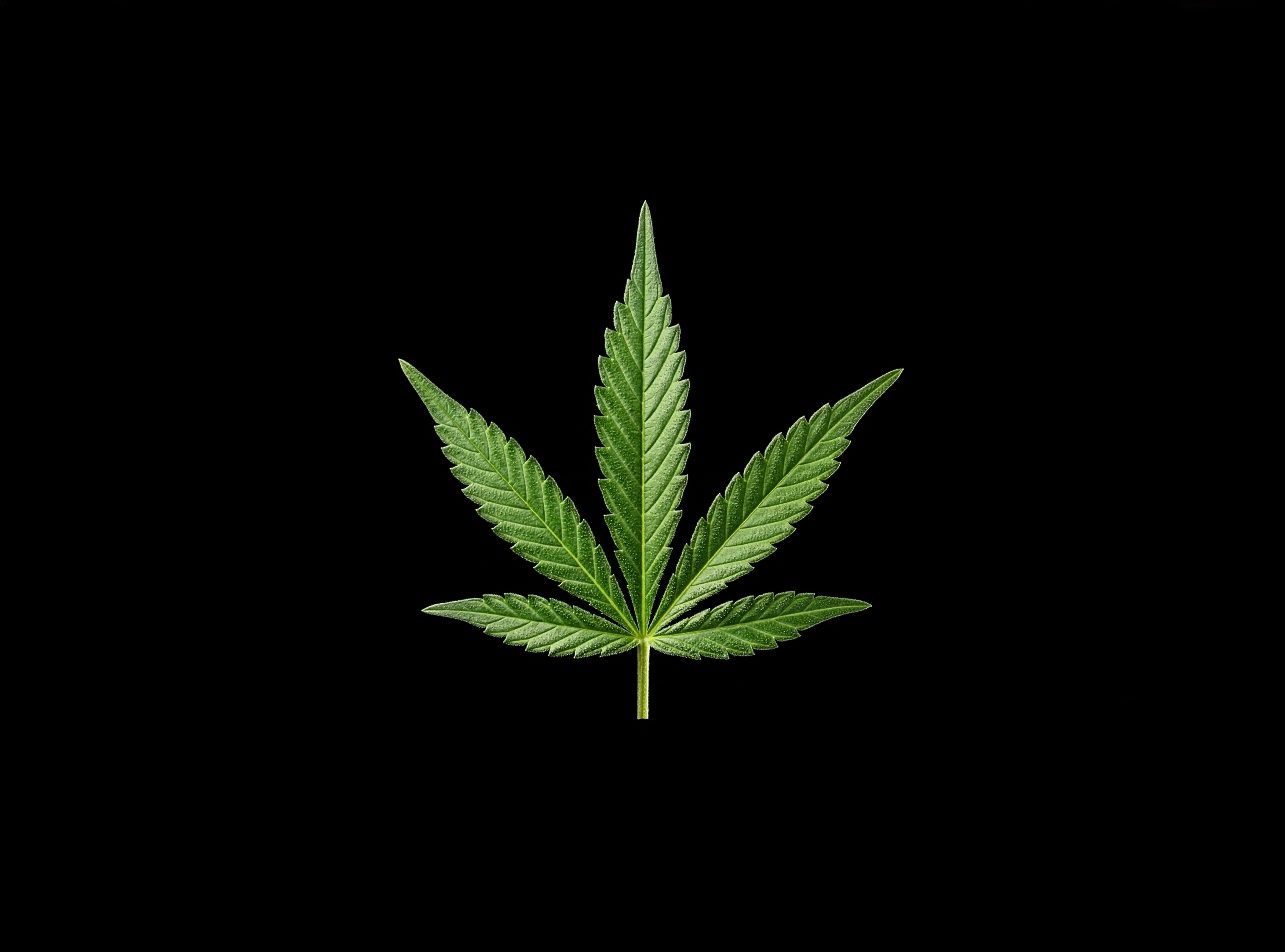 대마(헴프) 원료 이미지